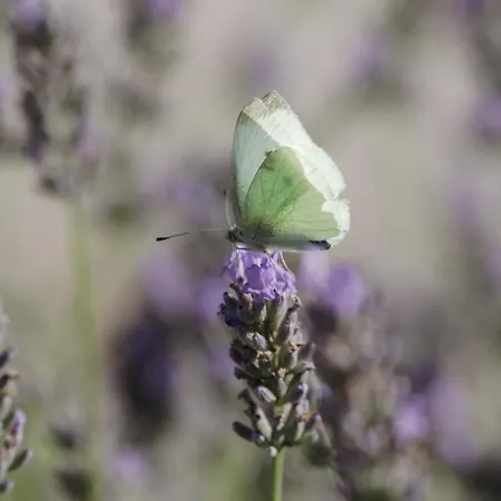 Appartement Mon Perin Castrum - Ivan *
