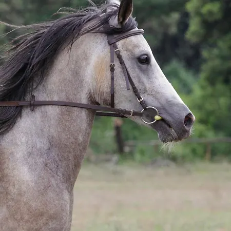 Appartement Mon Perin Castrum - Ivan *